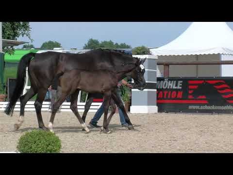 Stf v Vivino x Sir Donnerhall x Florestan I 2020