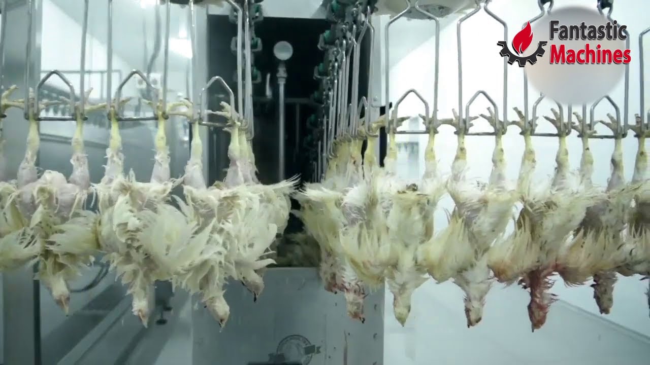 Amazing Poultry Processing and Packaging Solutions