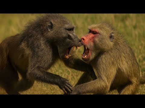 Chacma Baboon vs Mandrill – Which Is The Strongest Monkey Species?