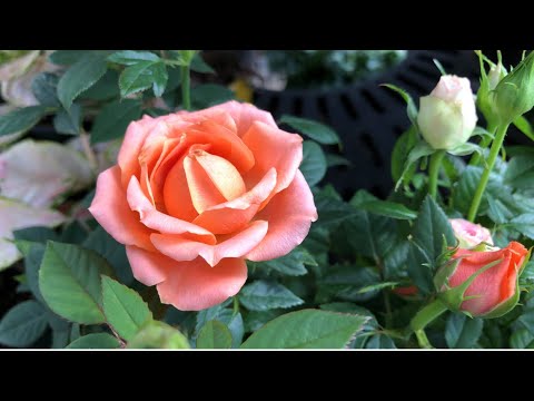 WHAT ARE BEST SUMMER FLOWERS 2020? l ANNUAL FLOWERS l PERENNIAL FLOWERS l BEST SUMMER FLOWERS 2020
