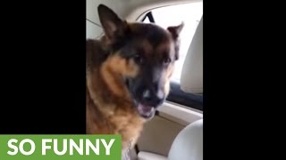 Dog realizes he&#39;s at the vet, gives priceless reaction