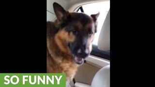 Dog realizes he&#39;s at the vet, gives priceless reaction