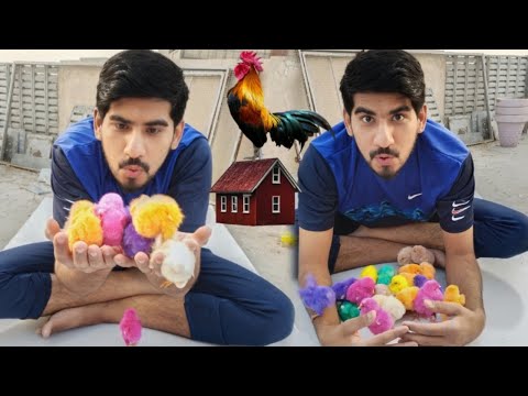100 Colourful chicks with one Aseel Hen | 100 Colourful chicks Ah Gay Surprise 😜😜 |