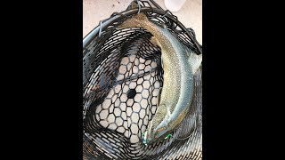 preview picture of video '29 inch Lake Trout Split Rock Point Lake Superior'