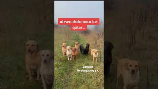 Download lagu semua anjing lucu ini ada namanya. absen nama anjing pintar mp3 Download lagu semua anjing lucu ini ada namanya. absen nama anjing pintar mp3