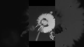 Opening Reimagined - Love Serve Remember REIMAGINED