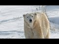 Detroit Zoo Staff Shocked After Polar Bear Killed During Mating