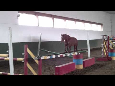 Bonita H, Feb,'12. Freejumping #2 (Hogendoorn Sport Horses)