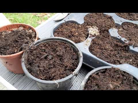 Kada i kako pikirati rasad za što krupnije plodove paradajza