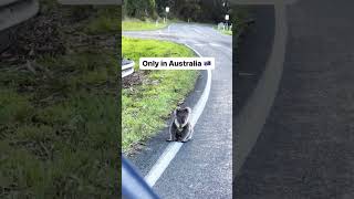 Download lagu Discovering Australia: A Day in Melbourne🇦🇺 #melbourne australia #melbourne city mp3 Download lagu Discovering Australia: A Day in Melbourne🇦🇺 #melbourne australia #melbourne city mp3