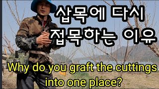 삽목한 곳에 접목하는 이유? Why do you graft the cuttings into one place…