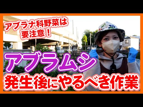 灰色のキャベツのアブラムシは有害ですか?すぐに駆除できますか?  庭園