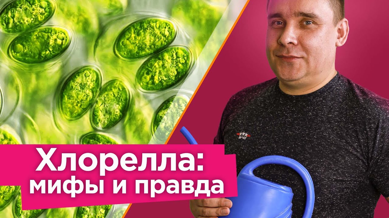 КАК ВЫРАСТИТЬ ЛЮБОЕ КОЛИЧЕСТВО ХЛОРЕЛЛЫ ДОМА И ЗАЧЕМ ЭТО НУЖНО? Вся правда о пользе хлореллы