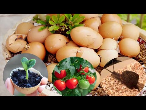 , title : 'how to Use Eggshells for Plants Fertilizer in the Garden | 4 Ways to Use Eggshells for Gardening'