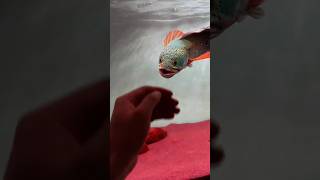 Download lagu Barca Snakehead Attack! 😱💦 | Channa Barca Feeding Time #Barca #Snakehead mp3