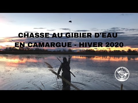 Chasse au gibier d'eau en Camargue - Hiver 2020