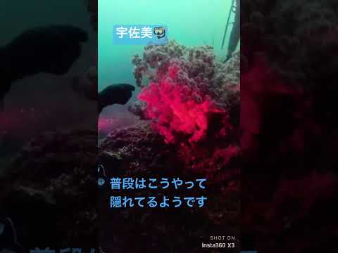 園芸 アルギロネテ、潜水蜘蛛