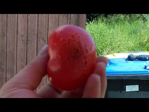 schußtest Selbstschußgerät !!