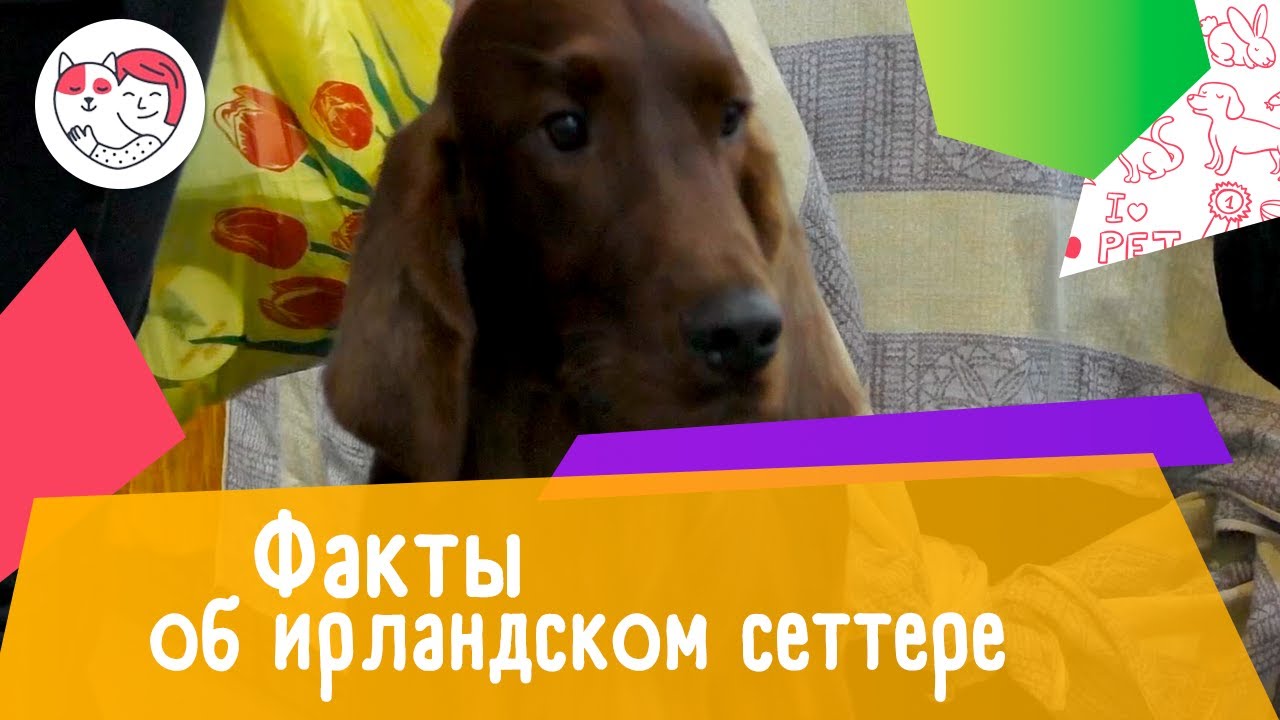 7 необычных фактов об ирландском сеттере