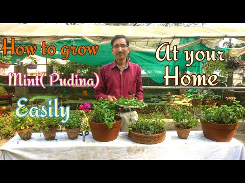How to Grow  Mint ( PUDINA) Very Fast.