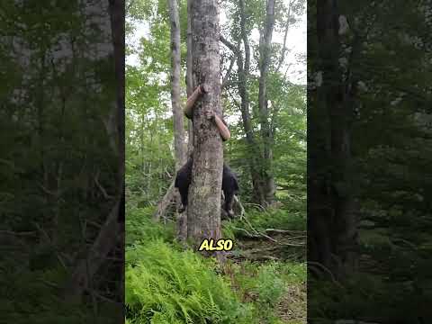 The Deadly Traditional Tools of the Ninja: Ashiko & Shuko