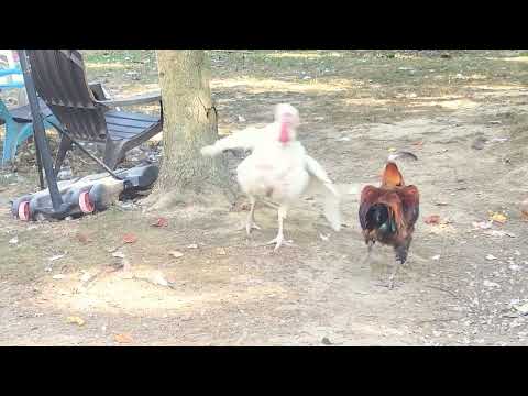 Bubbles and Phoenix had an argument, Bubbles still got it! 😆