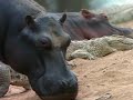 National Geographic Last Feast Of The Crocodiles 1996