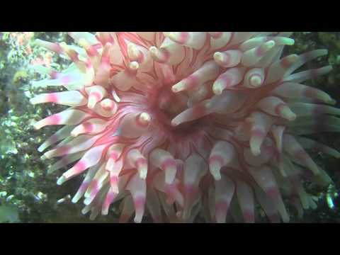 Diving in Saltstraumen