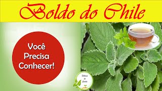 Boldo do Chile um poderoso aliado. [Conhea os benefcios do Boldo do Chile]