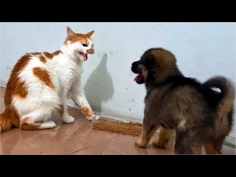 Cat Angry Reaction First Time Introduced To Puppy, Angry Cat Hissing & Slaps Puppy