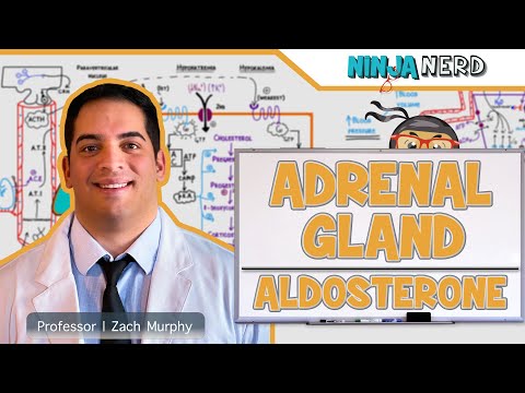 Endocrinology | Adrenal Gland: Aldosterone