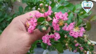 Download lagu How to plant cherry blossom trees in pots so they grow quickly and flower for beginners mp3