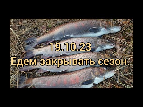  
            
            Рыбалка на реке Лена: опыт, трудности и уловы

            
        