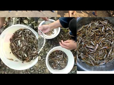 Fishing at Tuila River....Tuila vadung a nga(Fish) mat na