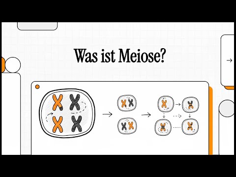 Meiose | EINFACH ERKLÄRT
