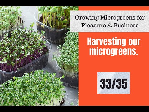 Harvesting the Microgreens | 33/35 | Growing Microgreens In Hydroponics