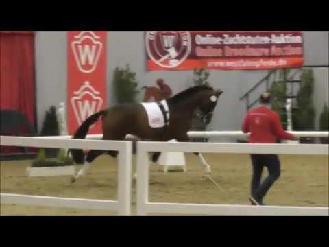 Escalito von Escolar - Conello - Körung Westfalen 2017