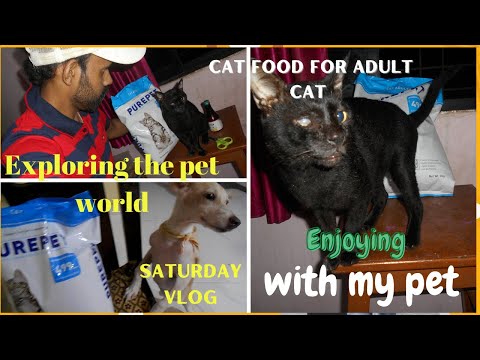 Cat Food For Your CAT at CHEAP Price| cat food on budget|Food your cat will love.
