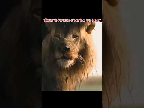 scarface vs hunter the brother of scarface lion#bigcats #lion #wildlife #animals