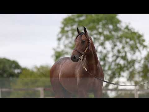 2020 Deauville Select Sale - Lot 124 c.ARROGATE x KENRIYA