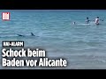 Hai Alarm An Der Costa Blanca In Spanien Raubfisch Jagt Touristen Alicante