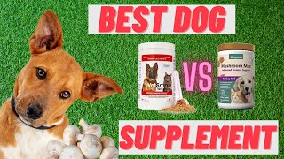 Mushrooms for Dogs - Best Supplements [REVIEW]