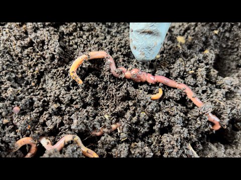 Breeder Bins - What to Look For and What It Means - 4 Bin Comparison