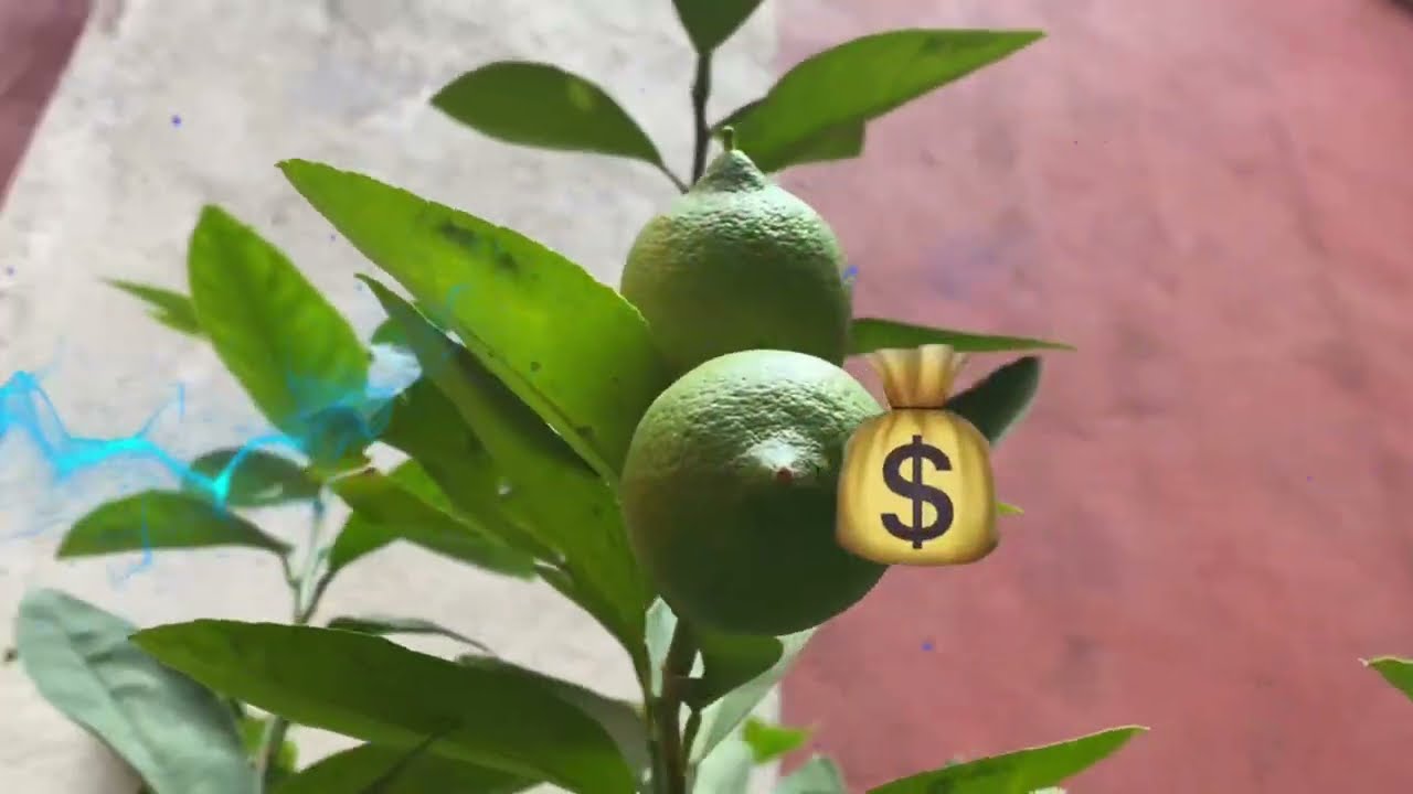 Muchos se quejan por el precio de los limones ¿Pero, qué hacen Si has sembrado un limón dale 👍🏼