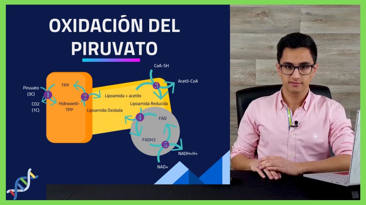 Respiracion Celular ⚡️ Descarboxilacion del PIRUVATO 🧪BIOQUIMICA🧪#002