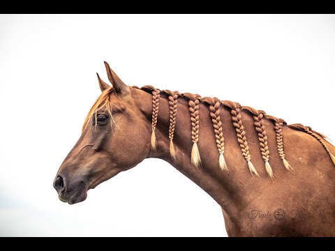 Don Olymbrio X Rohdiamant mare in foal to Springbank II due 2020 for sale