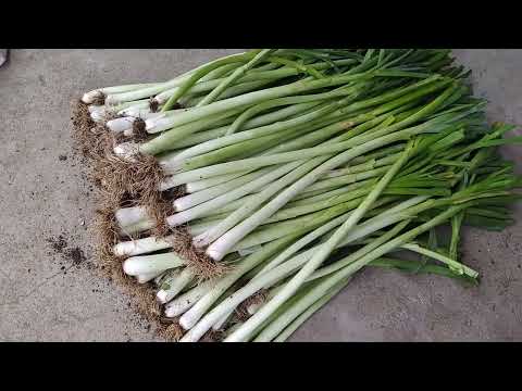 Praziluk Kamuš kod proizvođalča Bate u Stajkovcu