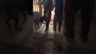 [閒聊] 神火飛鴉(動物)和炸彈貓(動物)