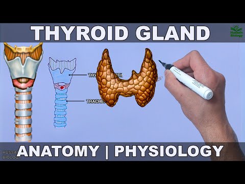 Thyroid Gland | Anatomy Physiology and Histology