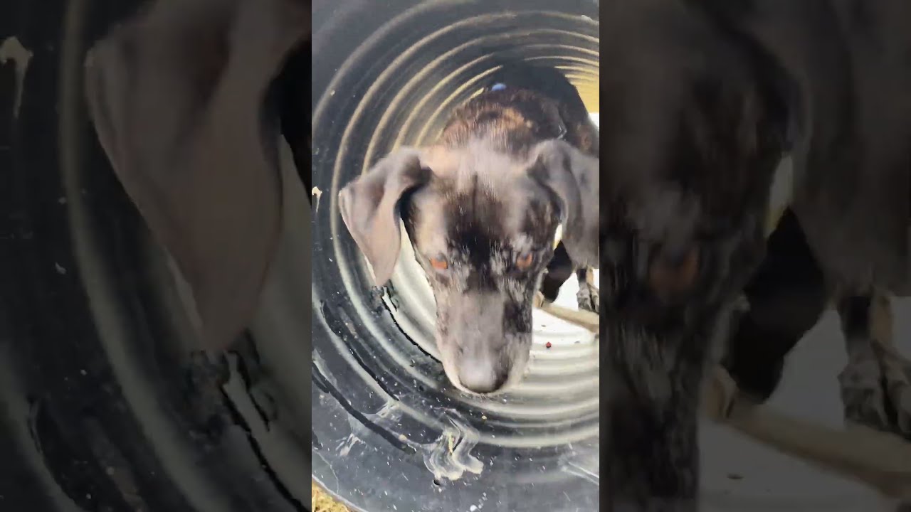 Enlarge Jody, a Adoptable mixed breed in Uniontown, PA video 6/6